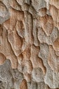 Wooden texture. Macro pine tree Royalty Free Stock Photo