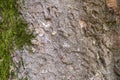 Wooden texture of a magnolia tree. Magnolia soulangeana, the saucer magnolia