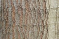 wooden texture from a pattern of gray brown poplar tree bark Royalty Free Stock Photo