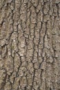 wooden texture from a pattern of gray poplar tree bark Royalty Free Stock Photo