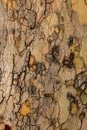 Wooden texture. Bark of tree Royalty Free Stock Photo