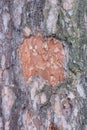 wooden texture of pieces of bark with a cut on a pine tree Royalty Free Stock Photo