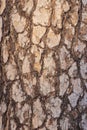 wooden texture of pieces of bark on a pine tree Royalty Free Stock Photo