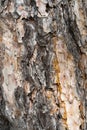 Wooden texture. Pine tree, close-up view