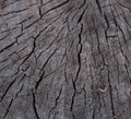 Wooden texture, sawn stump