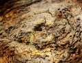 Wooden texture tree bark wavy brown yellow knot