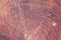 Wooden Texture of tree in forest