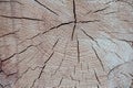 Wooden texture tree trunk close-up fractured surface annual rings background light beige rustic base