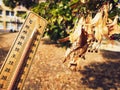 Wooden thermometer showing high temperatures over 36 degrees Celsius in summer city Royalty Free Stock Photo