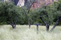 Wooden Thomas Point Sign at the West Fork Trail in Oak Creek, AZ