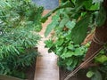 A wooden tile path surrounding with foliage winter garden