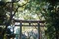 Wooden torii gate ,sunlight in green forest ,in front of Meiji Jingu Shrine in Harajuku Central Tokyo, Japan Royalty Free Stock Photo
