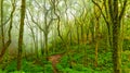 Wooden tourist path at Doi Inthanon national park, Thailand. Beautiful place in tropical rainforest with fresh green plants after Royalty Free Stock Photo