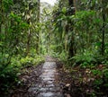 Wooden trail in the Amazon rain forest of Colombia