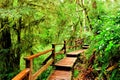 Wooden trail through the rainforest of Pacific Rim National Park, Vancouver Island Royalty Free Stock Photo