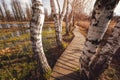 Wooden trail between wetlands near Jablonne v Podjestedi