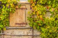 Wooden trapdoor and grape vines Royalty Free Stock Photo