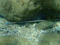 Wooden trash on the seabed, Aegean Sea, Greece, Halkidiki. Sea pollution