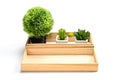 Wooden tray contain cactus pots and blank Royalty Free Stock Photo