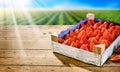 Wooden tray of fresh ripe red strawberries Royalty Free Stock Photo