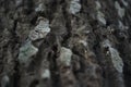 Wooden tree bark texture closeup natural background. Royalty Free Stock Photo