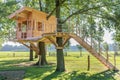 Wooden tree house in oak tree with grass