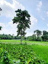 A WOODEN TREE STANDS ALONE,FRONT AND BACKGROUND GREEN  VEGETATION, BLUE SKY WITH WHITE CLOUD Royalty Free Stock Photo