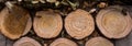 wooden tree trunk board, top view