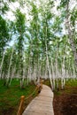 The wooden trestle in birch forest