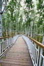 The wooden trestle in the birch forest Royalty Free Stock Photo