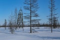 Wooden triangulation tower in a snowy forest.