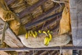 Wooden trough with bananas