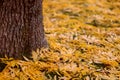 Wooden trunk of a big tree with fallen yellow and golden leaves in autumn park. Close up and low angled view of a tree Desert Ash Royalty Free Stock Photo