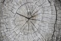 Wooden trunk cross-section. Tree trunk top view photo. Natural timber background with weathered cracks Royalty Free Stock Photo