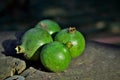 On the wooden trunk, green fruits of the American Genipa