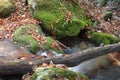 Wooden Trunk over Mossy Creek