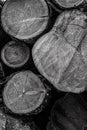 Wooden trunks base gray toned monochrome base design web site natural logs end flat cut
