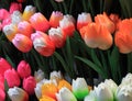 Wooden tulips Royalty Free Stock Photo