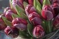 Wooden Tulips Amsterdam Royalty Free Stock Photo