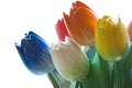Amsterdam Wooden Tulips Royalty Free Stock Photo