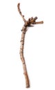 Wooden twig isolated on a white background. Royalty Free Stock Photo