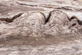 Wooden unusual texture. Close-up wavy pattern of fiber of old wood and copy space. Royalty Free Stock Photo