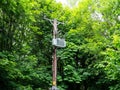 A wooden utility pole with transformers surrounded by lush green foliage in a dense forest setting Royalty Free Stock Photo