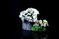 wooden vase with greenand white flowers with reflection, black background isolated
