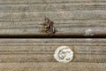 Wooden veranda with two piles of bird poo