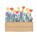 Wooden vintage box with Spring flowers. Tulips, hyacinths, muscari, daffodils. Doodle hand drawn vector illustration