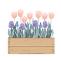 Wooden vintage box with Spring flowers. Tulips, hyacinths, muscari. Doodle hand drawn vector illustration isolated on