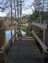 Wooden walkboard that leads to the lakeside. Idyllic footpath between trees and destination point ahead