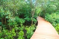 Wooden walkpath through Mangrove Forest Located In Chanthaburi Province,Thailand