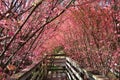 Wooden Walkway Royalty Free Stock Photo